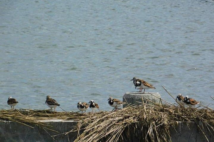 Cape May Wetlands Safari: Guided Eco-Cruise for Birding and Wildlife photo 3