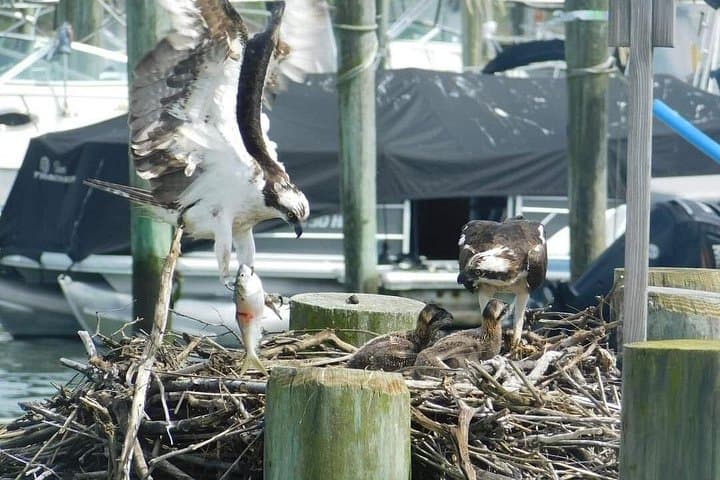 Cape May Wetlands Safari: Guided Eco-Cruise for Birding and Wildlife photo 6