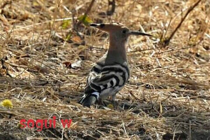 15-Day Senegal Birding Tour — Djoudj, Niokolo-Koba & Sine Saloum Birding Circuit photo 3