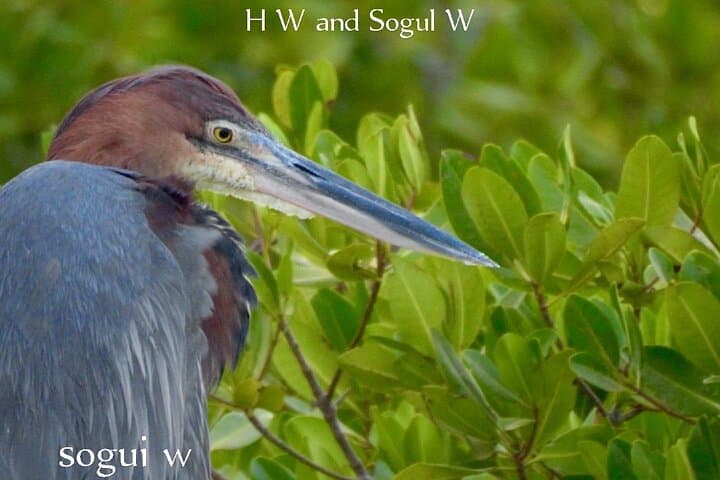 15-Day Senegal Birding Tour — Djoudj, Niokolo-Koba & Sine Saloum Birding Circuit photo 4