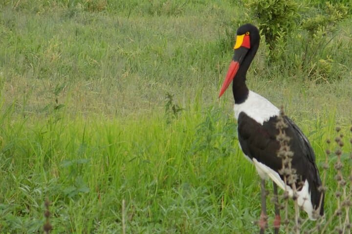 Arusha National Park Day Trip: Momella Lakes, Ranger Walk & Wildlife photo 4