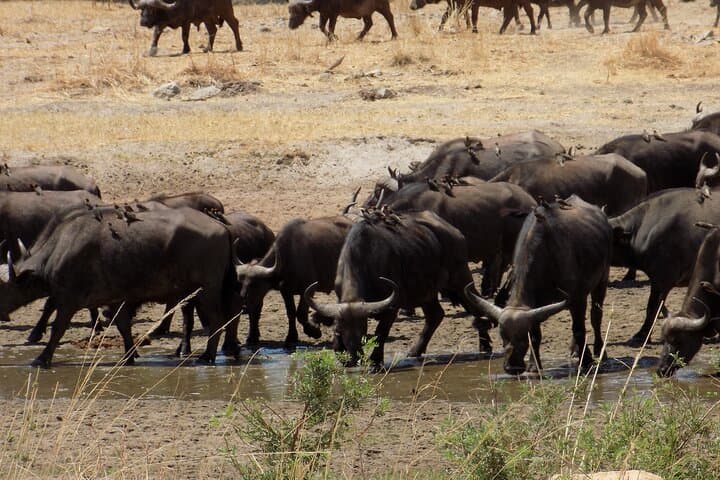 Arusha National Park Day Trip: Momella Lakes, Ranger Walk & Wildlife photo 5