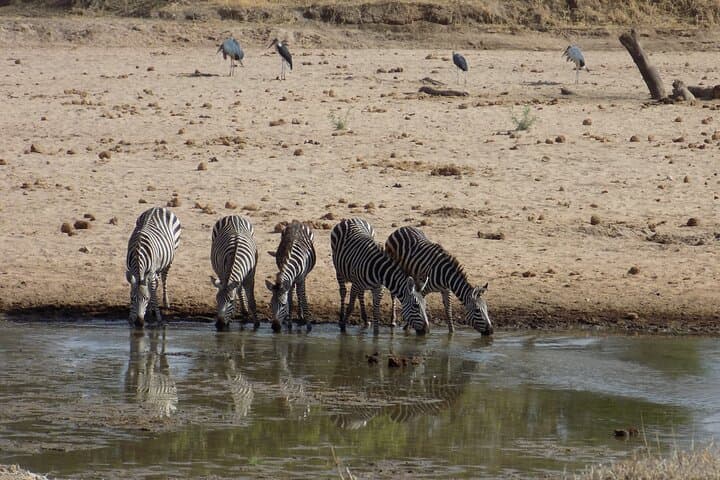 Arusha National Park Day Trip: Momella Lakes, Ranger Walk & Wildlife photo 6
