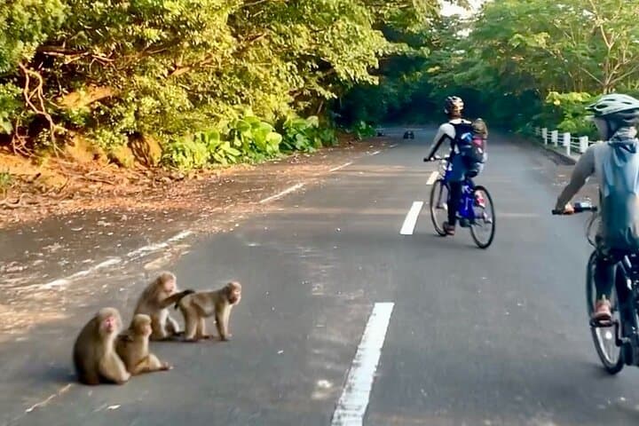 4-Hour E-Bike Tour of Yakushima's UNESCO Forests and Waterfalls photo 2
