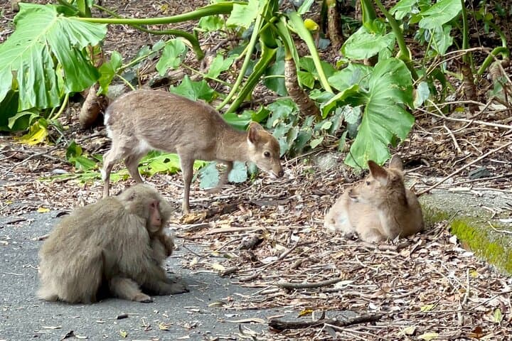 4-Hour E-Bike Tour of Yakushima's UNESCO Forests and Waterfalls photo 3