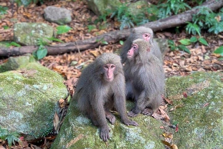 4-Hour E-Bike Tour of Yakushima's UNESCO Forests and Waterfalls photo 4