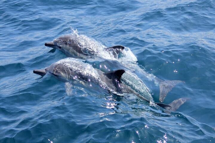 Hurghada Dolphin House Snorkeling & Red Sea Boat Trip photo 4