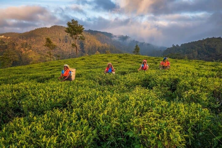 8-Day Private Sri Lanka Tour: Colombo, Cultural Sites & Elephant Safaris photo 4