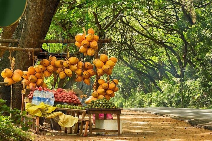 8-Day Private Sri Lanka Tour: Colombo, Cultural Sites & Elephant Safaris photo 5