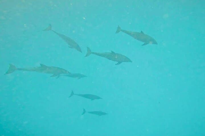 Snorkel Mnemba Island: Half-Day Private Sea Turtle Aquarium Experience photo 6