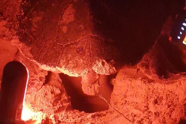 Sea Turtle Nesting Night Watch on Sal Island — Santa Maria Guided Observation
