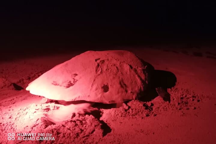 Sea Turtle Nesting Night Watch on Sal Island — Santa Maria Guided Observation photo 4