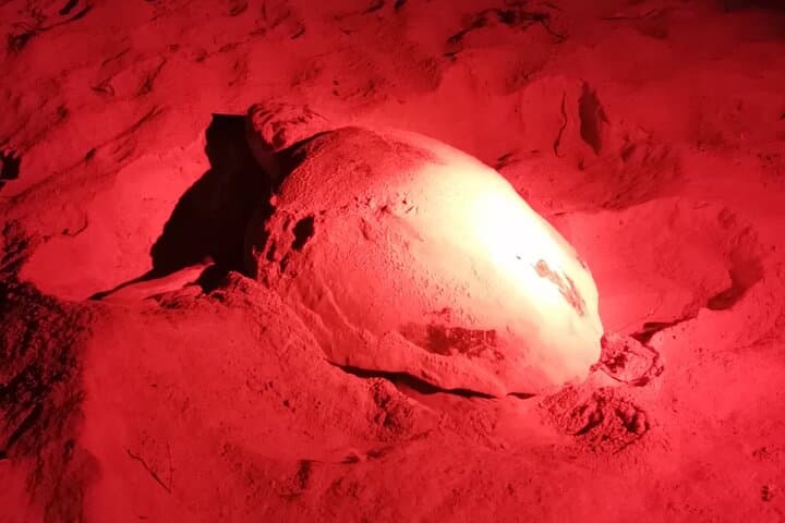 Sea Turtle Nesting Night Watch on Sal Island — Santa Maria Guided Observation photo 3