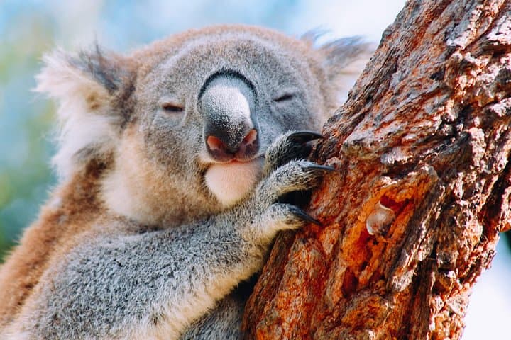 Wildlife, Waterfalls & Wine: Grand Pacific Drive Day Tour from Sydney photo 2