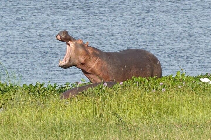 Big-7 Uganda Safari: 10-Day Private Gorilla, Chimpanzee & Wildlife Experience photo 2