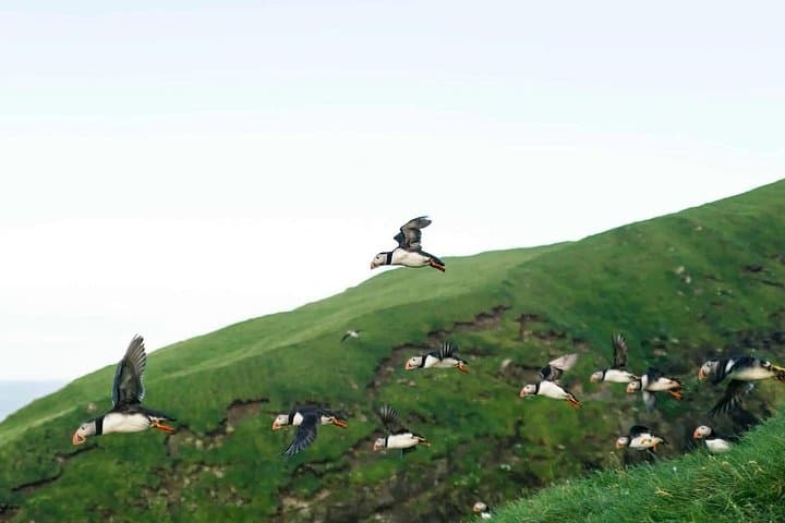 Puffin Safari Boat Tour — Puffins, Drangarnir & Múlafossur Around Vágar