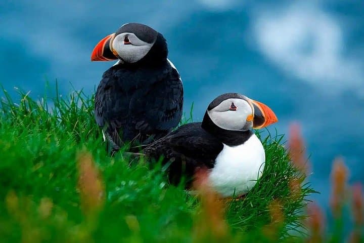Puffin Safari Boat Tour — Puffins, Drangarnir & Múlafossur Around Vágar photo 3
