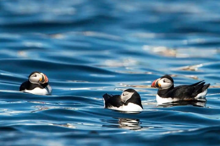 Puffin Safari Boat Tour — Puffins, Drangarnir & Múlafossur Around Vágar photo 4