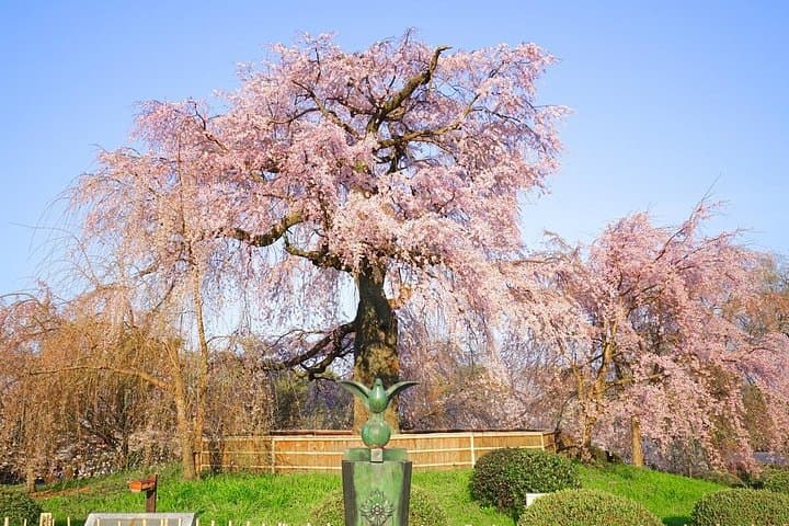 Kyoto Unveiled: Private Walking Tour of Gion, Yasaka & Kiyomizu photo 4