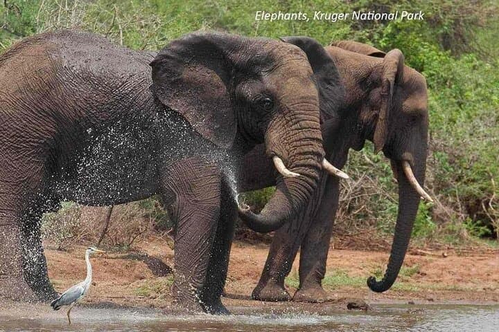 Full-Day Aquila Big-Five Safari from Cape Town: Private Guided Game Drive photo 4