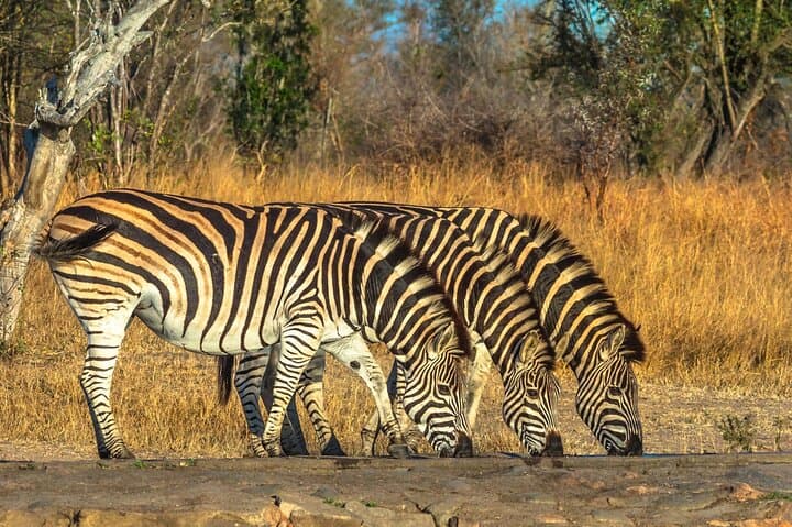 Full-Day Aquila Big-Five Safari from Cape Town: Private Guided Game Drive photo 5