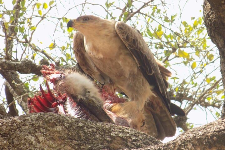 Lake Manyara Day Trip — Private Safari for Birding & Tree‑Climbing Lions photo 3