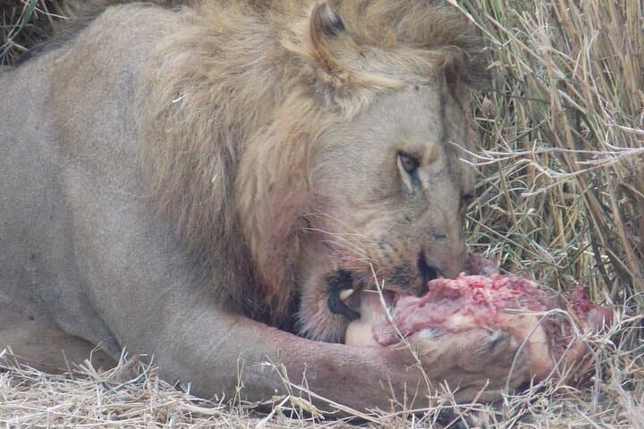 Lake Manyara Day Trip — Private Safari for Birding & Tree‑Climbing Lions photo 4