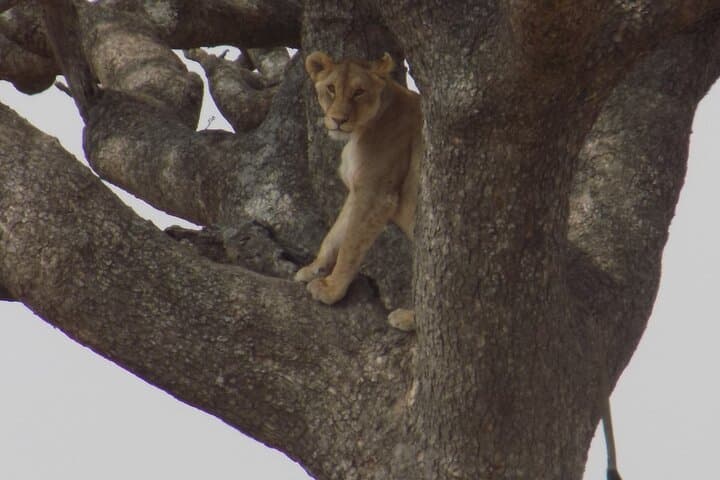 Lake Manyara Day Trip — Private Safari for Birding & Tree‑Climbing Lions photo 5