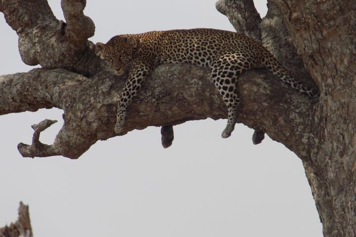 Lake Manyara Day Trip — Private Safari for Birding & Tree‑Climbing Lions photo 6