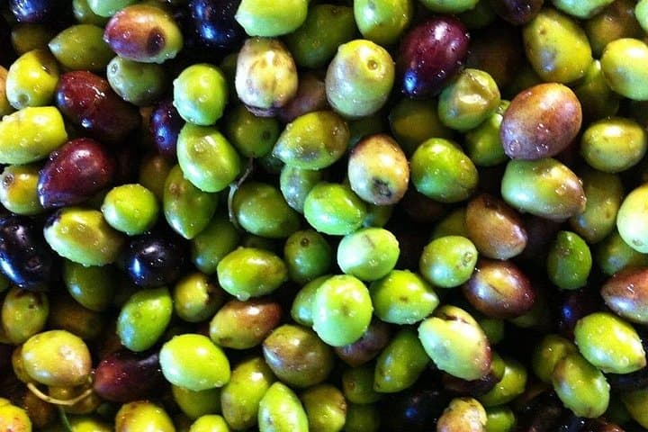 Knossos to Archanes: Crete Olive Grove, Winery & Raki Distillery Day Tour photo 2