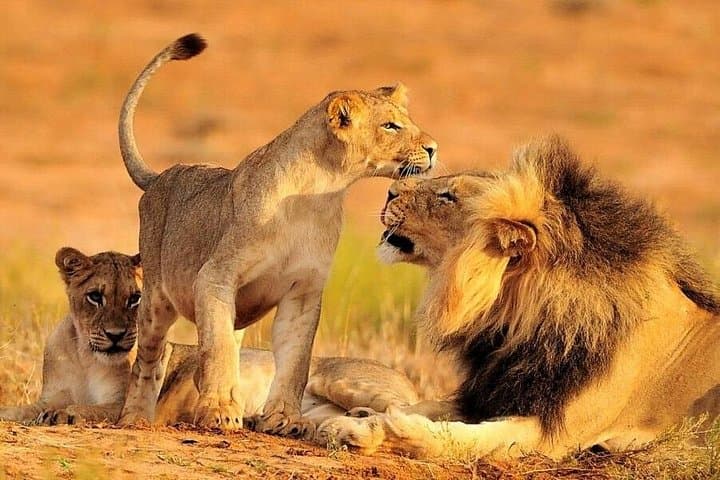 7-Day Private Kenya Safari: Maasai Mara, Amboseli & Tsavo Wildlife Circuit photo 3