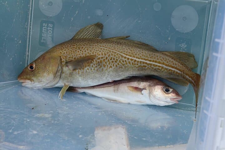 Reykjavik Sea Angling Tour: Guided Fishing & BBQ from the Old Harbour photo 6