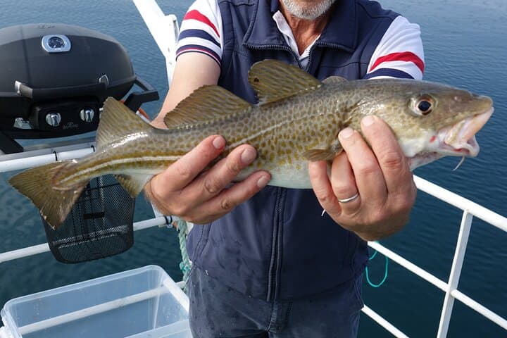 Reykjavik Sea Angling Tour: Guided Fishing & BBQ from the Old Harbour photo 2