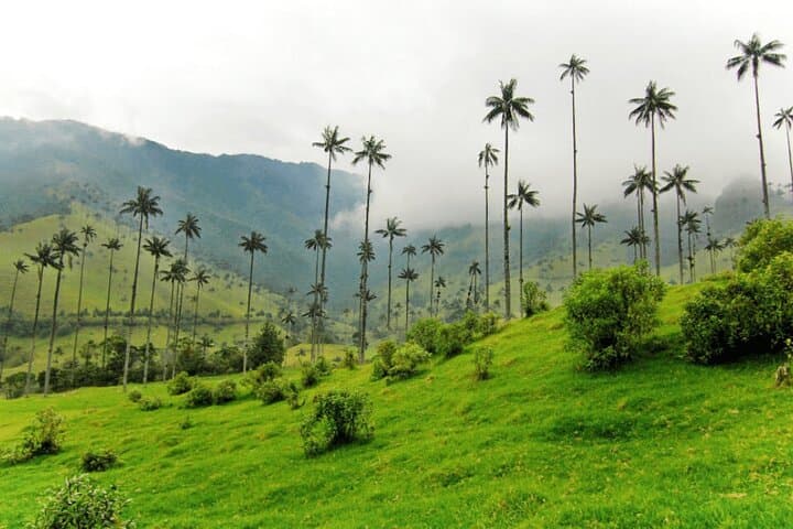 Explore Valle del Cócora and Salento: Full-Day Private Tour from Pereira
