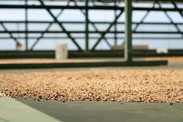 Inside a Kona Coffee Farm Tour: From Cherry to Cup on Hawai'i's Leeward Slopes photo 4