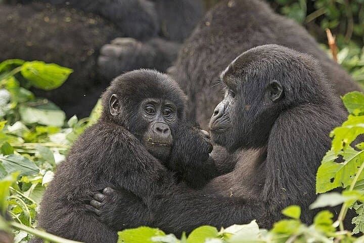7-Day Private Gorilla & Chimp Trekking Safari in Uganda — Bwindi, Kibale & Murchison photo 5