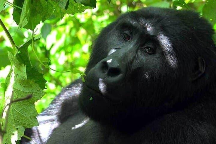 3-Day Gorilla Trekking Adventure in Bwindi Impenetrable National Park photo 5