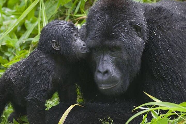 3-Day Gorilla Trekking Adventure in Bwindi Impenetrable National Park photo 4