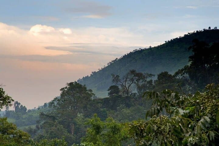 3-Day Gorilla Trekking Adventure in Bwindi Impenetrable National Park photo 6