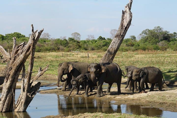 Galle to Udawalawe Day Trip — Udawalawe National Park Safari Transfer photo 4