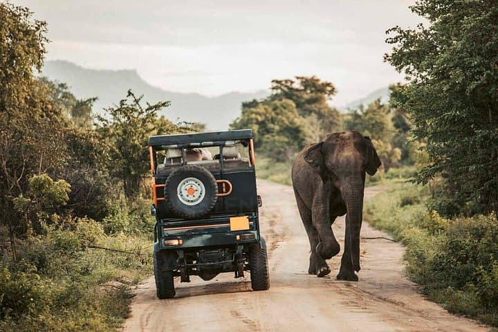Galle to Udawalawe Day Trip — Udawalawe National Park Safari Transfer photo 3