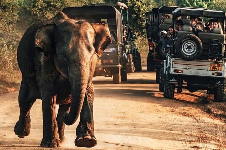 Galle to Udawalawe Day Trip — Udawalawe National Park Safari Transfer photo 1