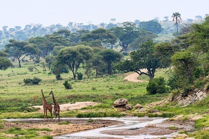 2-Day Tarangire & Ngorongoro Crater Safari with Meserani Snake Park photo 4