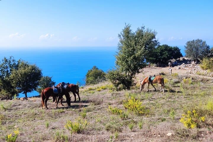 Taurus Mountains Horseback Ride: Alanya Village, Forest Trails & Mediterranean Views photo 3