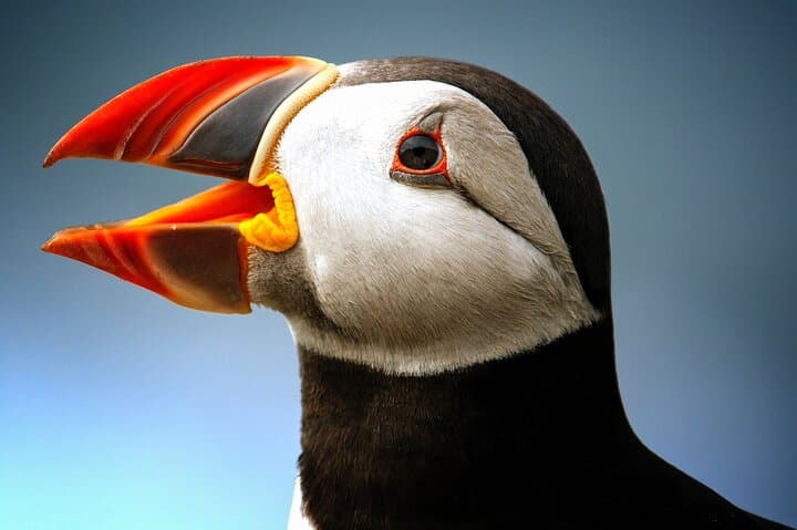 Late-Season Puffin & Scenic Coastal Cruise — Witless Bay Puffin Boat Tour