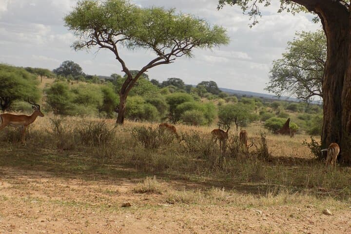 6-Day Tanzania Wildlife Safari: Tarangire to Ngorongoro (Camping Adventure) photo 6