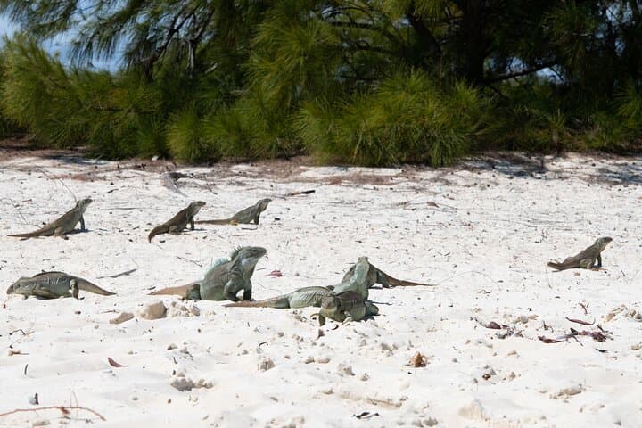 Morning Half-Day Snorkel Cruise to Iguana Island from Providenciales photo 3