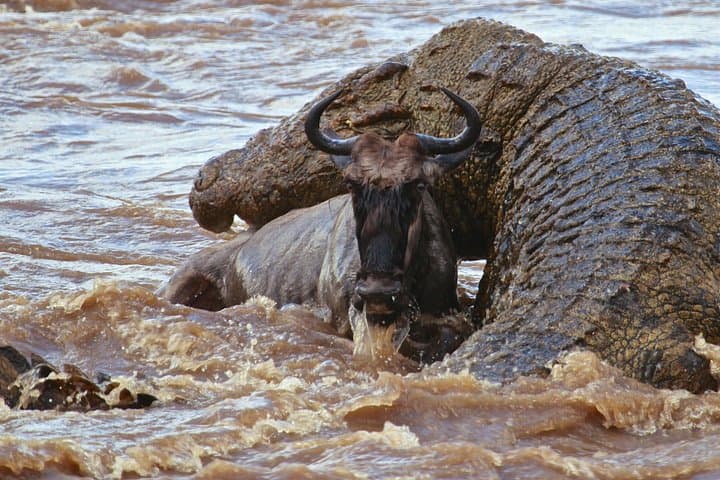 3-Day Maasai Mara Safari: Big Five, River Crossings & Maasai Culture photo 2