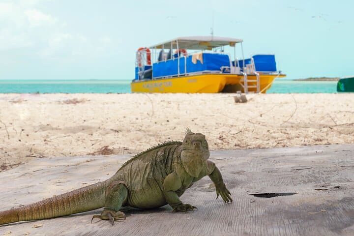 Half-Day Snorkel Cruise from Providenciales: Iguana Island & Grace Bay Beach photo 2
