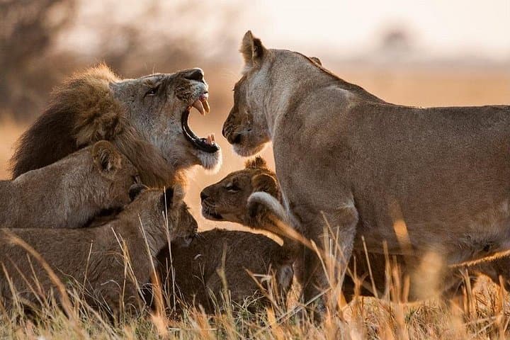 3-Day Maasai Mara Safari: Big Five, River Crossings & Maasai Culture photo 4